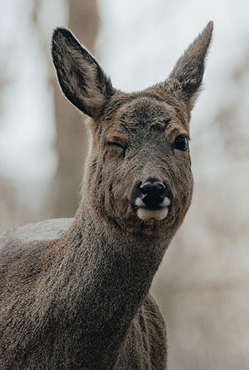 Clonado invertido en Photoshop