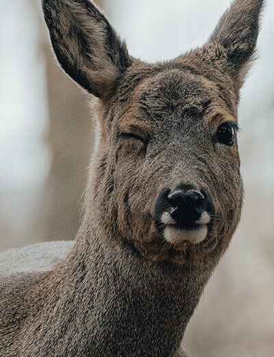 Cómo utilizar el clonado invertido en Photoshop